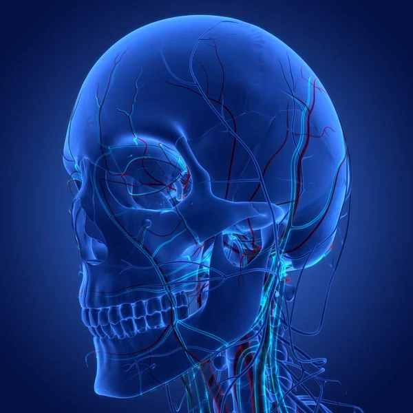 Anatomia Partes Ósseas Crânio Sistema Esqueleto Humano — Fotografia de Stock