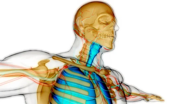 Anatomie Plic Lidského Dýchacího Ústrojí — Stock fotografie