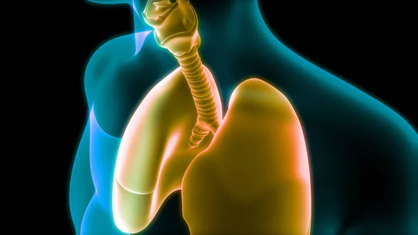 Human Respiratory System Lungs Anatomy — стокове фото