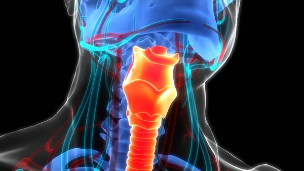 Human Respiratory System Larynx and Pharynx Anatomy. 3D