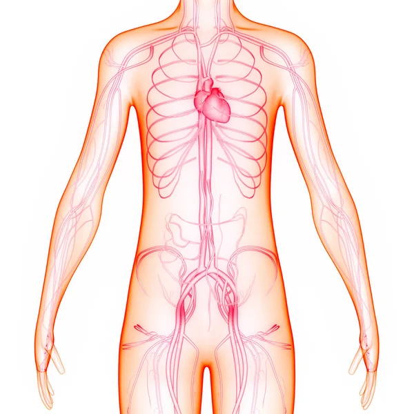 Sistema Circulatório Humano Anatomia Cardíaca — Fotografia de Stock