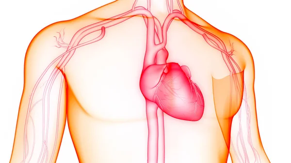 Herz Anatomie Des Menschlichen Kreislaufsystems — Stockfoto