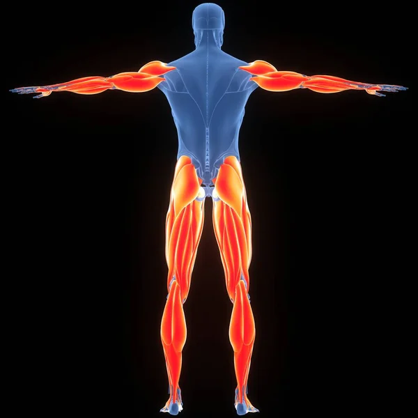 Anatomía Los Músculos Del Sistema Muscular Humano —  Fotos de Stock