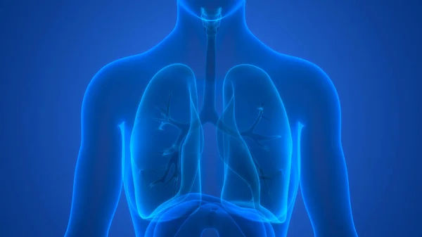 人間の呼吸器系の肺の解剖学 — ストック写真