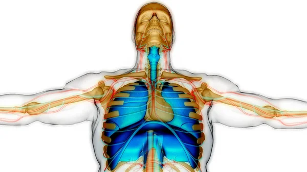 Anatomia Polmonare Del Sistema Respiratorio Umano — Foto Stock