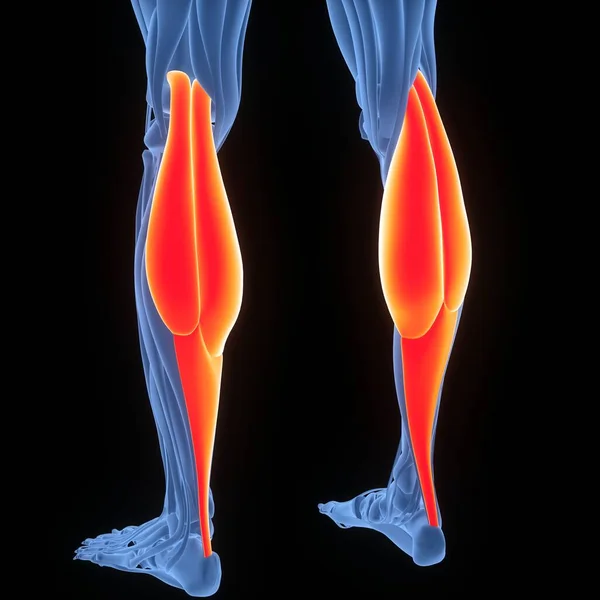 Illustration Numérique Des Muscles Des Jambes — Photo