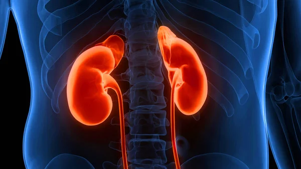 İnsan İdrar Sistemi Böbrekleri Anatomisi. Üç Boyut