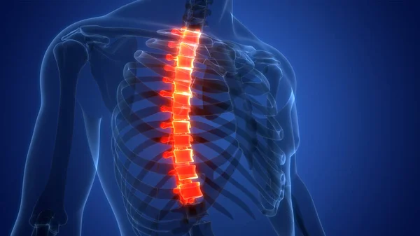 Spinal Cord Vertebral Column Human Skeleton System Anatomy — стокове фото