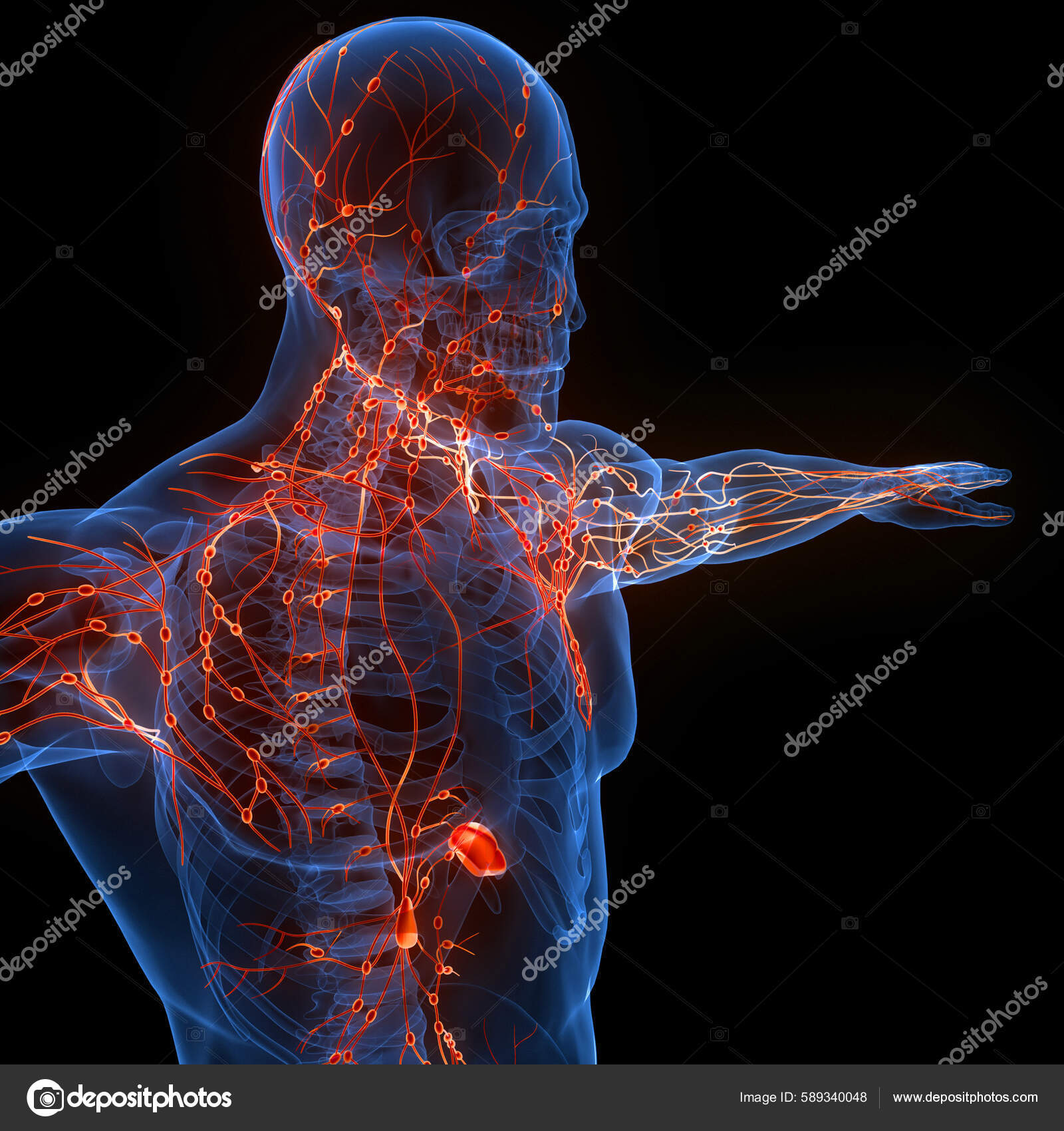 Conocé cuáles son los efectos adversos de las vacunas Sputnik V,  Astrazeneca, Sinopharm, Pfizer, Moderna y Cansino – GENTE Online, image size:1600x1700