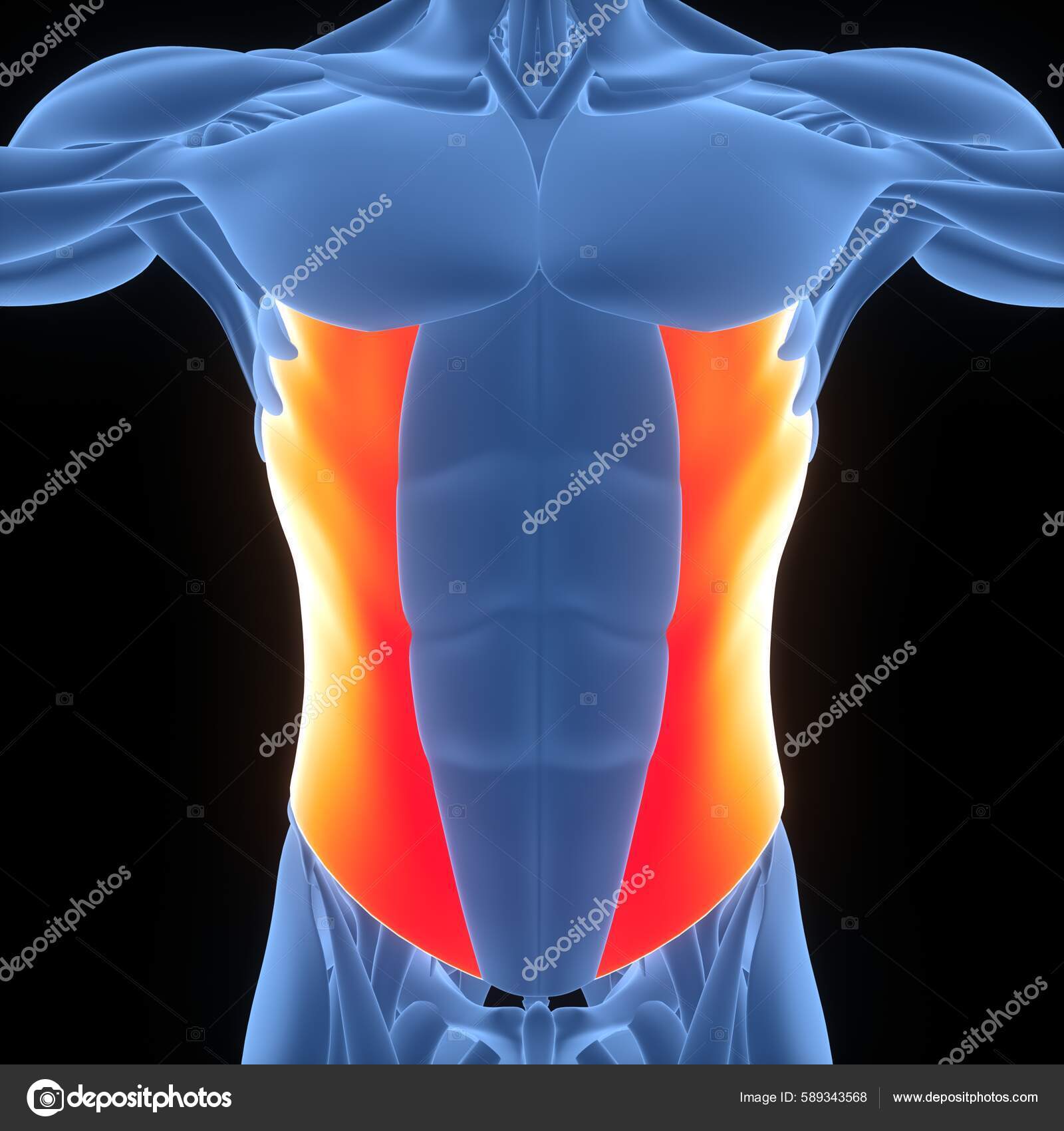 Anatomie Der Torso Muskeln Des Menschlichen Muskelsystems Stockfoto © magicmine 589343568