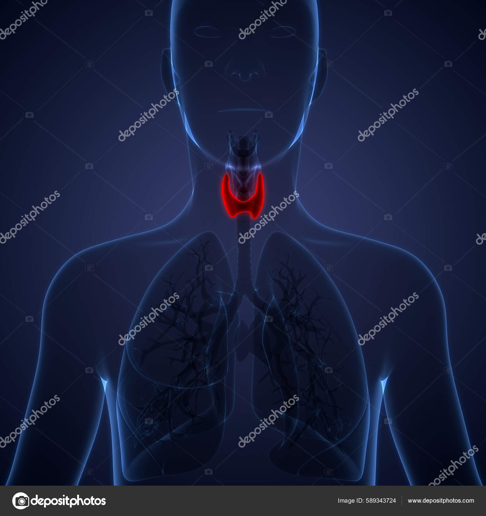 Human Body Glands Thyroid Gland Anatomy Inglés — Foto de stock