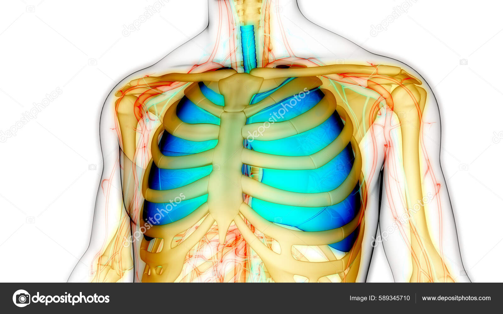 Human Respiratory System Lungs Anatomy — Stock Photo © magicmine #589345710