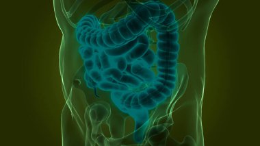 İnsan Sindirim Sistemi Anatomisi. Üç Boyut