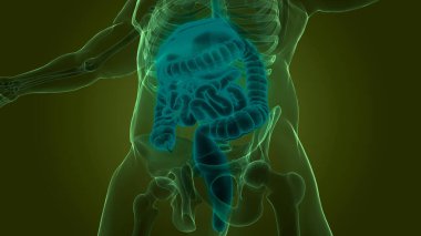 İnsan Sindirim Sistemi Anatomisi. Üç Boyut