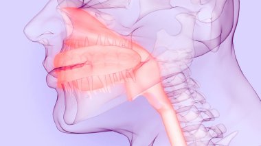 İnsan Sindirim Sistemi Ağız Anatomisi. Üç Boyut