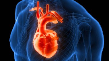 İnsan Dolaşım Sistemi Kalp Anatomisi. Üç Boyut