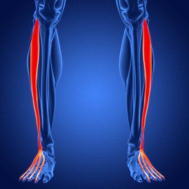 bacak kaslarının dijital 3d çizimi