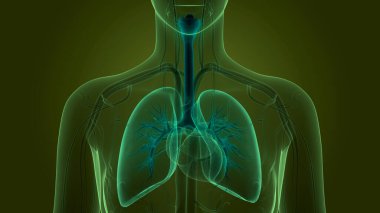 İnsan Solunum Sistemi Akciğerleri Anatomisi. Üç Boyut