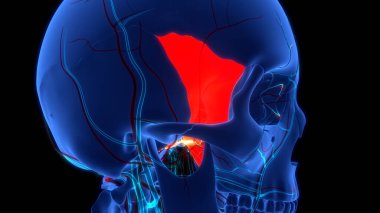 İnsan İskelet Sistemi Kafatası Kemik Sfenoid Kemik Parçaları Anatomisi. Üç Boyut