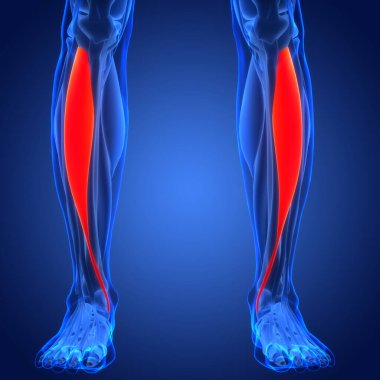 bacak kaslarının dijital 3d çizimi