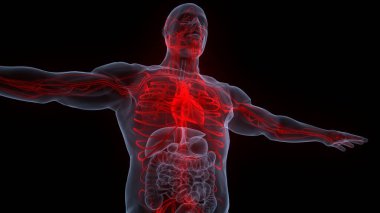İnsan Dolaşım Sistemi Kalp Anatomisi. Üç Boyut