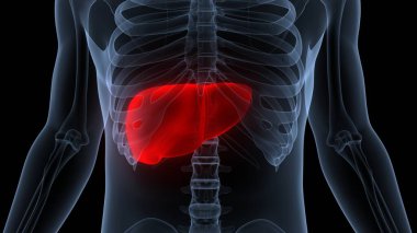 İnsan İç Sindirim Organı Anatomisi. Üç Boyut