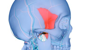 İnsan İskelet Sistemi Kafatası Kemik Sfenoid Kemik Parçaları Anatomisi. Üç Boyut