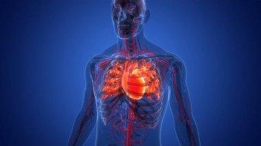 İnsan Dolaşım Sistemi Kalp Anatomisi. Üç Boyut