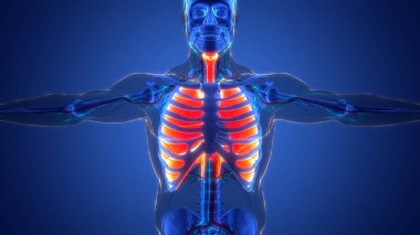 İnsan Solunum Sistemi Akciğerleri Anatomisi. Üç Boyut