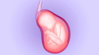 Anatomideki insan fetüs bebeği. Üç Boyut