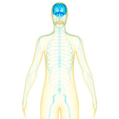 İnsan İskelet Sistemi 'nin 3 boyutlu tasviri Eklem Kemikleri Anatomisi