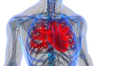 İnsan Dolaşım Sistemi Kalp Anatomisi. Üç Boyut