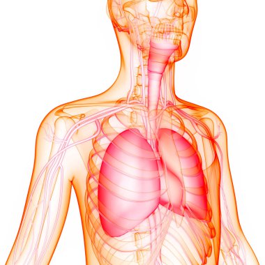 İnsan Solunum Sistemi Akciğerleri Anatomisi. Üç Boyut