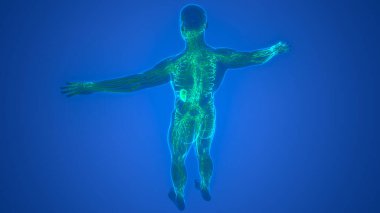 İnsan iç sistemi lenf düğümleri anatomisi. Üç Boyut