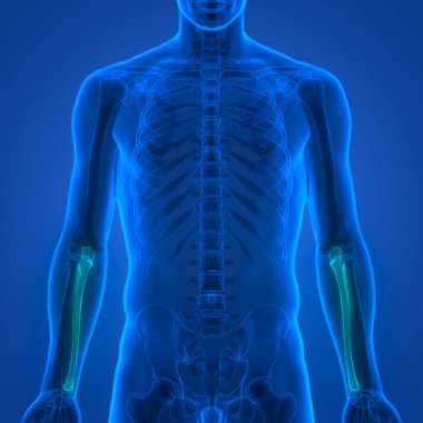 İnsan İskelet Sistemi 'nin 3 boyutlu tasviri Eklem Kemikleri Anatomisi