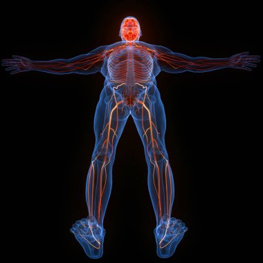 İnsan Merkezi Sinir Sistemi Beyin Anatomisi. 3d