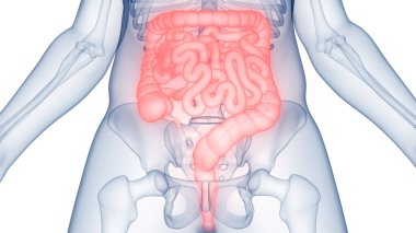 İnsan Sindirim Sistemi Anatomisi. Üç Boyut