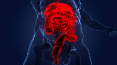 İnsan Sindirim Sistemi Anatomisi. Üç Boyut