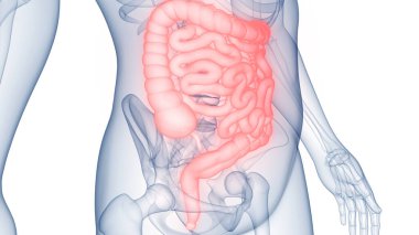 İnsan Sindirim Sistemi Anatomisi. Üç Boyut