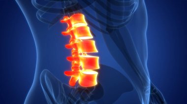 İnsan iskelet sistemi anatomisinin omurilik omurgası. Üç Boyut