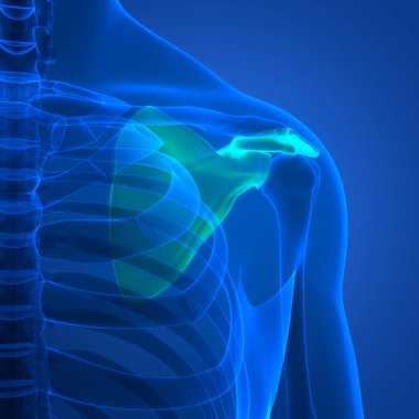 İnsan iskelet sistemi üst uzuv kemik eklemleri anatomisi. Üç Boyut