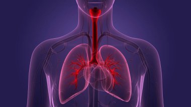 İnsan Solunum Sistemi Akciğerleri Anatomisi. Üç Boyut