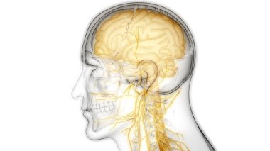 İnsan Merkezi Sinir Sistemi Beyin Anatomisi. 3d