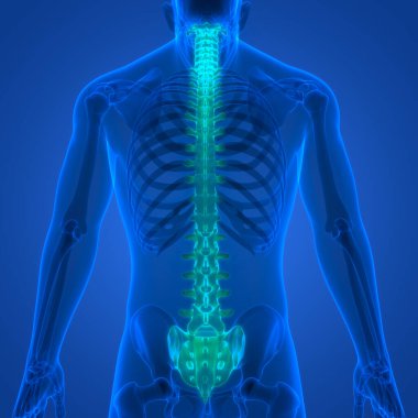 İnsan iskelet sistemi anatomisinin omurilik omurgası. Üç Boyut