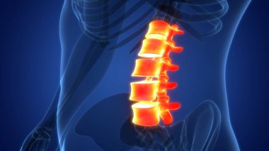 İnsan iskelet sistemi anatomisinin omurilik omurgası. Üç Boyut