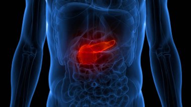 İnsan İç Organ Pankreası Anatomisi. Üç Boyut