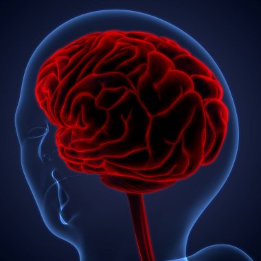 İnsan Merkezi Sinir Sistemi Beyin Anatomisi. 3d