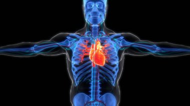 İnsan Dolaşım Sistemi Kalp Anatomisi. Üç Boyut