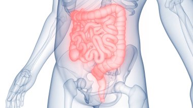 İnsan Sindirim Sistemi Anatomisi. Üç Boyut