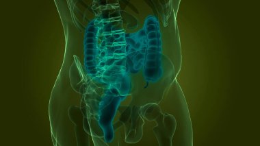 İnsan Sindirim Sistemi Anatomisi. Üç Boyut